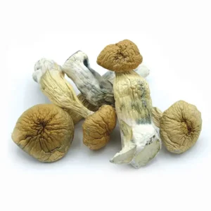 Transkei Mushroom