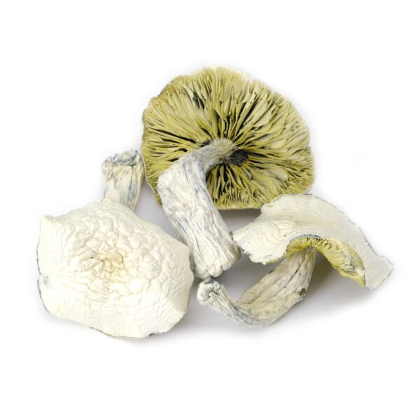 Albino mushroom