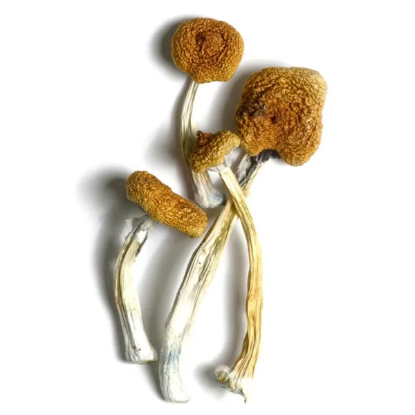 B+ Mushroom