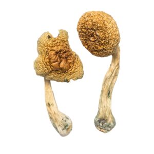 Golden Mammoth Mushroom
