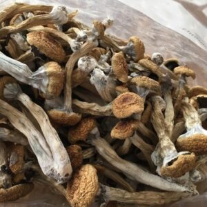 Liberty Cap Mushrooms
