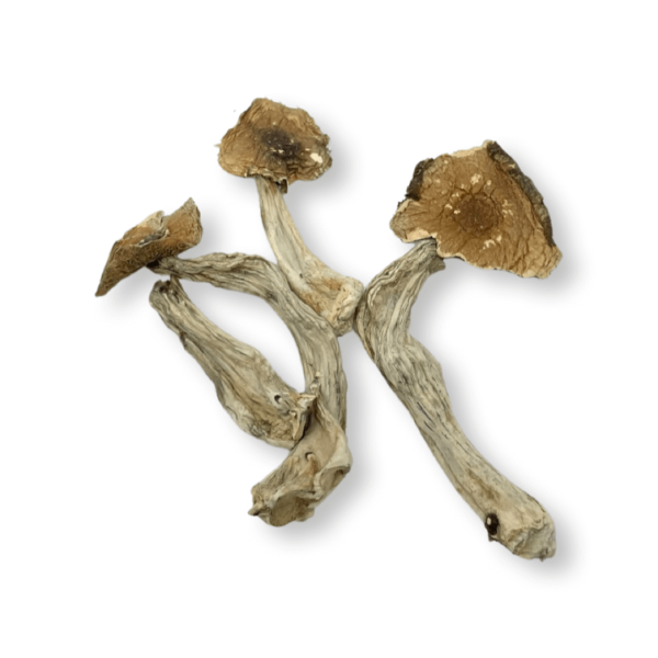 Malabar Mushrooms