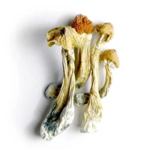 Ecuador Mushrooms