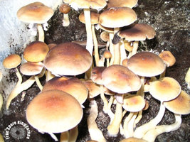 Ecuador Mushrooms